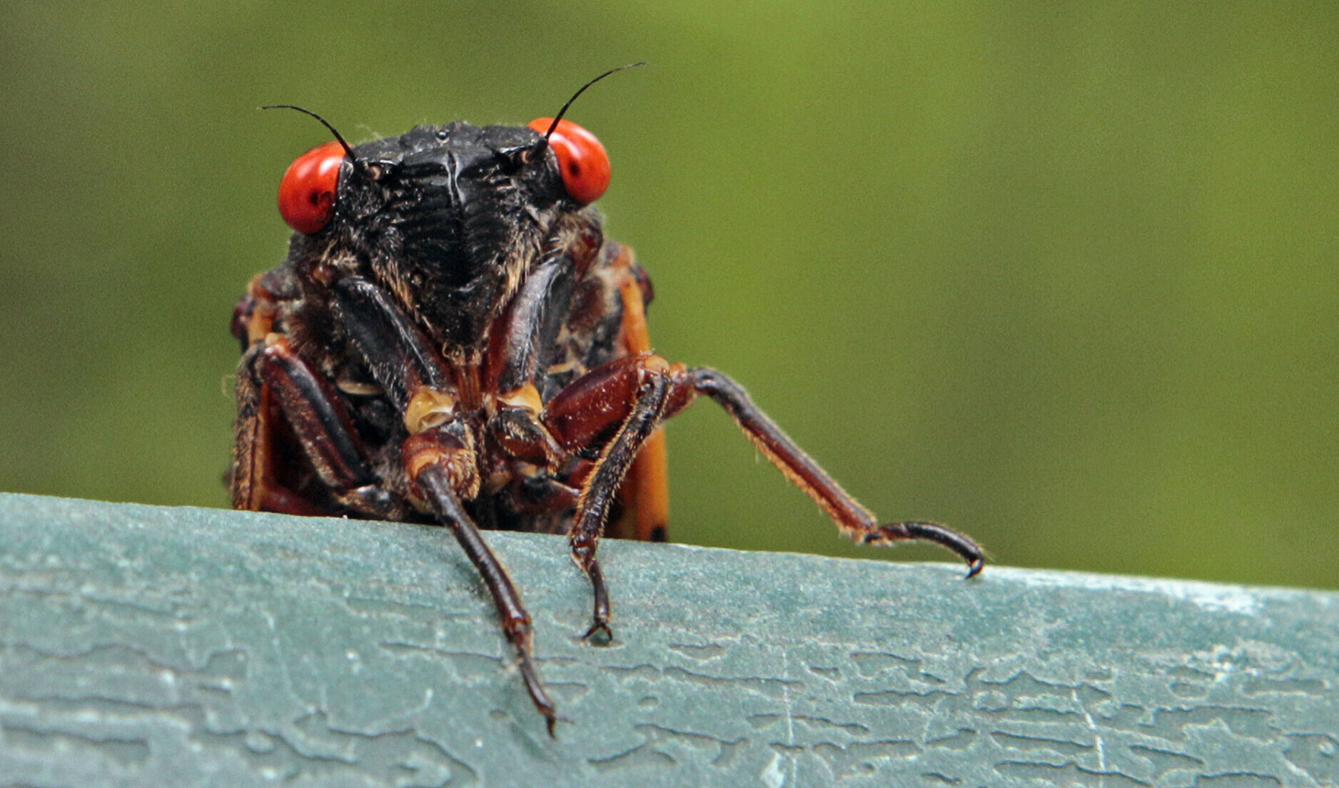 Food Eating Cicadas